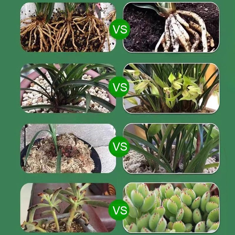 supplément stimulateur de croissance pour plantes